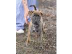 Adopt Skye a Plott Hound, Black Mouth Cur