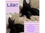 Adopt Lilac a Domestic Short Hair