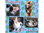 Adopt Tempest a Domestic Short Hair