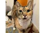 Adopt Tillie a Domestic Short Hair