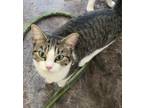 Adopt Barn cat TITTERTAT a Domestic Short Hair