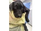 Adopt John a Labrador Retriever, Mixed Breed