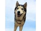 Adopt Dakota a Husky