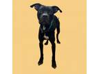 Adopt Trevor a Pit Bull Terrier, Labrador Retriever