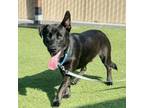 Adopt Gordo a Corgi, Labrador Retriever