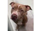 Adopt Bella a Pit Bull Terrier, Mixed Breed