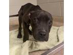 Adopt Scrappy-Doo a Pit Bull Terrier