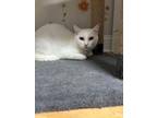 Adopt Jean Pierre a Domestic Short Hair