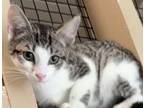 Adopt MAX a Domestic Short Hair