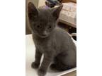 Adopt MACKERAL a Domestic Short Hair