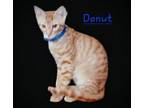 Adopt Donut #loves-treats a Tabby, Domestic Short Hair