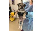 Adopt Pup 1 a Anatolian Shepherd, Mixed Breed