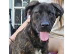 Adopt Zeus a Great Pyrenees, Bullmastiff