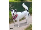 Dog for adoption - NOVA, a Husky