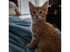 Adopt Ed a American Shorthair