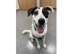 Adopt Ace a Hound, Mixed Breed