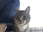 Sam- Adoption Fee Sponsored, Longest Resident, Domestic Shorthair For Adoption