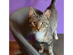 Adopt Tiger a Domestic Short Hair