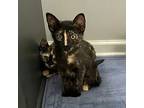 Dewitt (3s Company), Domestic Shorthair For Adoption In Fairlawn, Ohio