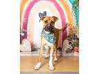 Adopt Floyd Maywoofer a Boxer