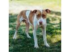 Adopt James a Pit Bull Terrier