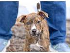 Adopt Chase a Plott Hound, Black Mouth Cur