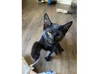 Adopt Oscar a Domestic Short Hair