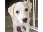 Adopt Scottie (Ollie) a Yellow Labrador Retriever, Hound