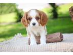 Cavalier King Charles Spaniel Puppy for sale in South Bend, IN, USA