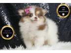 Pomeranian Puppy for sale in Fort Wayne, IN, USA