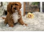 Cavapoo Puppy for sale in Fort Wayne, IN, USA