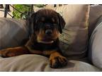 Rottweiler Puppy for sale in Springfield, MO, USA