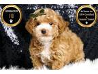 Maltipoo Puppy for sale in Fort Wayne, IN, USA