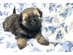 Shih Tzu Puppy for sale in Cedar Rapids, IA, USA