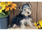 Yorkshire Terrier Puppy for sale in Springfield, MO, USA