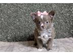 Chihuahua Puppy for sale in Joplin, MO, USA