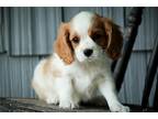 Cavalier King Charles Spaniel Puppy for sale in South Bend, IN, USA