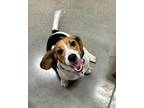 Dog for adoption - Ella, a Beagle