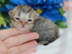 Black Golden Tabby British Shorthair Boy