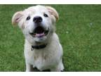 Dog for adoption - Hansel and Perfect, a Labrador Retriever Mix