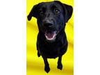 Dog for adoption - Cassidy, a Black Labrador Retriever Mix