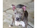 Diamond, American Pit Bull Terrier For Adoption In Olive Branch, Mississippi