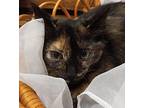 Autumn, Domestic Shorthair For Adoption In Terrell, Texas