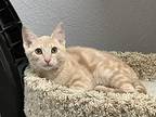 Alamo, Domestic Shorthair For Adoption In Jamestown, California