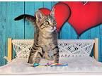 Ponyo, Domestic Shorthair For Adoption In Greensburg, Pennsylvania