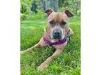 Freya- Sweet Deaf Girl, American Pit Bull Terrier For Adoption In Plymouth