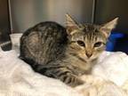 Adopt Lisa a Domestic Short Hair