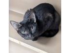 Adopt Basil a Domestic Short Hair