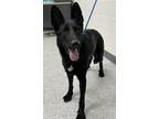 Adopt Aurora a German Shepherd Dog, Mixed Breed