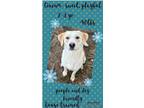 Adopt Quinn a Labrador Retriever, Golden Retriever